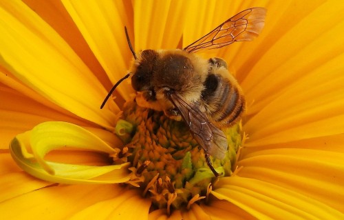 2023-06-17 11.34 pszczoła.JPG