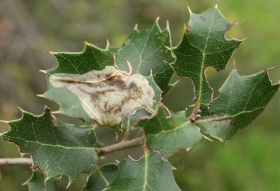 Najczęściej spotykanym gatunkiem na Quercus coccifera był Phyllonorycter bellotella, ale udało się znaleźć także Ph. graecus, Ph. olympica i Ph. messaniella