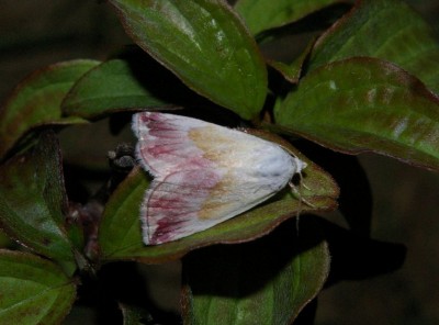 Eublemma purpurina 1.JPG