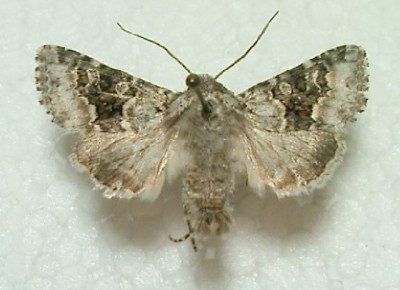 h.bicolorata.JPG