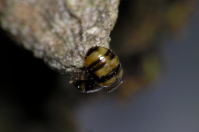 Japan Derispia larva.jpg