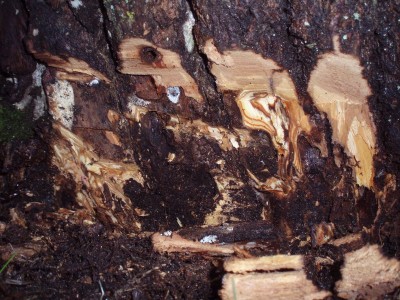 Stare żerowiska S apiformis. Gąsienice rzadko wgryzają się wgłąb drewna. Przeważnie są to płatowate chodniki w miazdze i łyku.