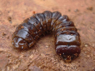 larva.JPG