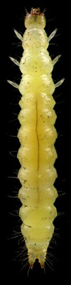 Scraptiidae_Anaspis frontalis.jpg
