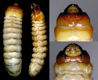 Cerambycidae_Rhagium mordax.jpg