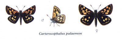 Carterocephalus palaemon para.jpg