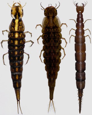 Od lewej: Agabus sp.; Colymbetes sp.; Cybister laterimarginalis.