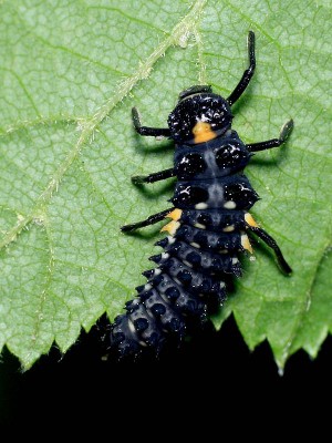 larva4...Anatis ocellata.jpg