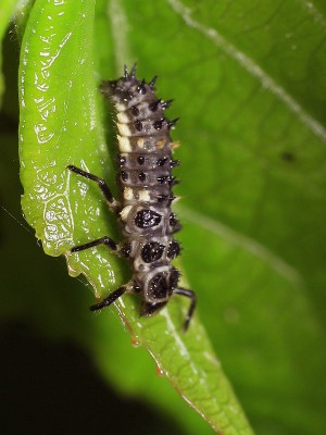larva1...Calvia quatuordecimguttata.jpg