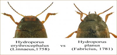 H.planus vs.H.erytrocephalus (a.jpg