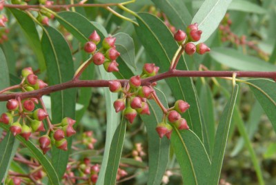 63 Eucalyptus.JPG