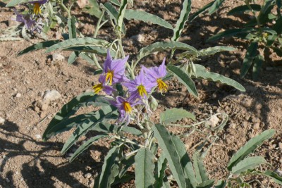 02 Solanum elaeagnifolium.JPG