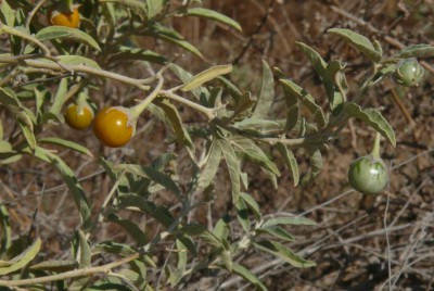 03 Solanum elaeagnifolium.JPG