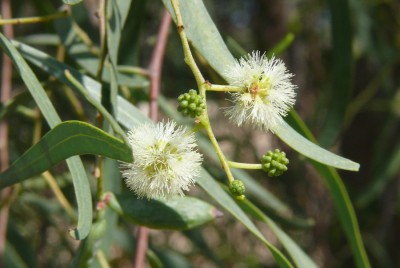 20 Acacia salicina.JPG