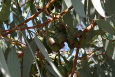 24 Eucalyptus citriodora.JPG
