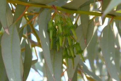 25 Eucalyptus sp.JPG