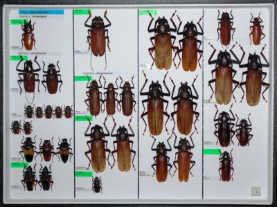 Cerambycidae Prioninae 3.JPG
