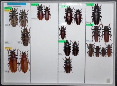 Cerambycidae Prioninae 6.JPG