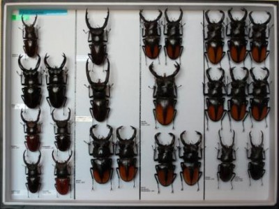 Lucanidae 25.JPG