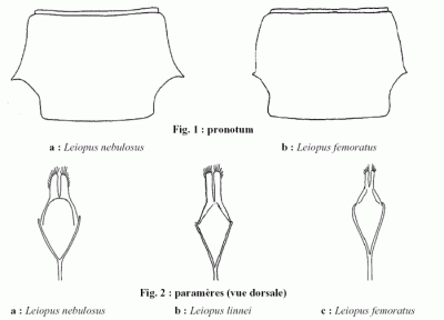 Berger P., 2009 - Leiopus nebulosus - L.linnei.gif