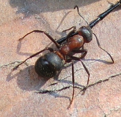mrówka 1.jpg