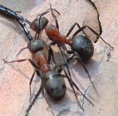 mrówka 3.jpg