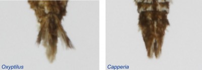 Zakończenie odwłoka samców z rodzajów Oxyptilus i Capperia