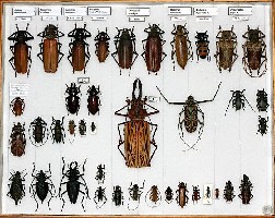 Cerambycidae.jpg