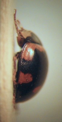 3 - Coccinelidae - lateral.jpg