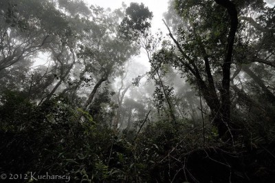 Górski las deszczowy na stokach Kinabalu. Robi spore wrażenie, zwłaszcza podczas mgły.