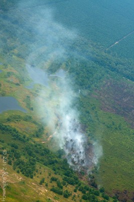 Lasy Borneo znikają w zastraszającym tempie. Najlepiej widać to z samolotu.