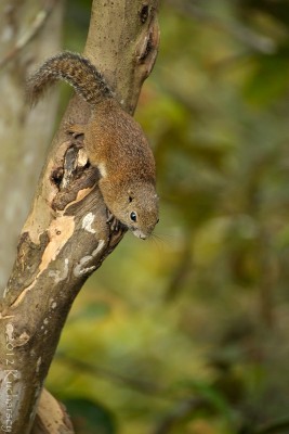 Górska wiewiórka. Gatunek pospolity w rejonie Góry Kinabalu.