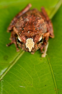 Kolejna żaba z Kinabalu.