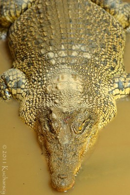 Borneański krokodyl.