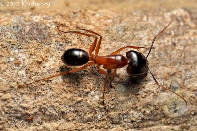 Okaz złapany w Mulu, Sarawak. Przypomina trochę nasze Camponotus.