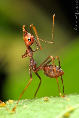 Jedne z pospolitszych nadrzewnych mrówek. Złapane w Mulu, Sarawak.