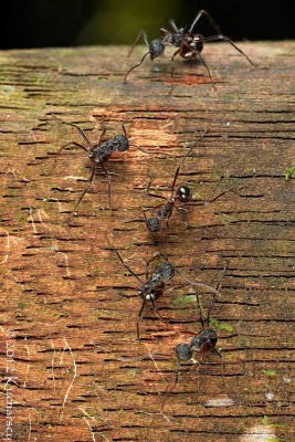 Kolejne mrówki z Mulu. Tym razem bardziej naziemny gatunek.