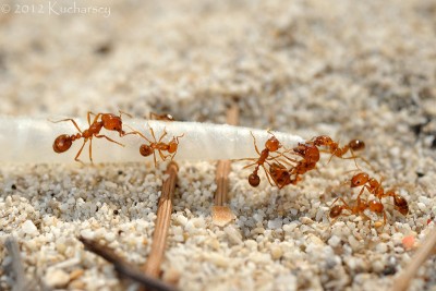 Te mrówki próbowały zaciągnąć do gniazda ptasie pióro. Mamutik, Sabah.