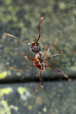 Agresywne, naziemne mrówki z Mulu, Sarawak.