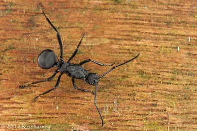 Osobliwe, kolczaste mrówki. Mulu, Sarawak.