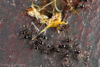 Te mrówki biegały z uniesionymi do góry odwłokami. Mulu, Sarawak.