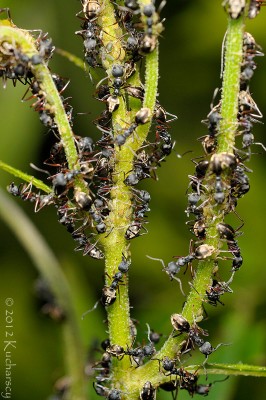 Kolejna &quot;hodowla&quot; utrzymywana przez mrówki. Kinabalu, Sabah.