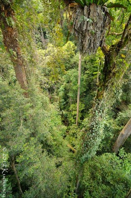 Widok na dżunglę z wysokości koron drzew. Świetnie widać ile tam epifitów. Poring, Sabah.