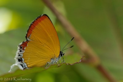 Eooxylides sp.?, Kinabalu, Sabah.