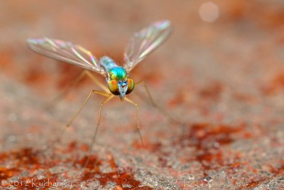 Dolichopodidae, Kinabalu, Sabah.