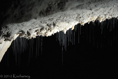 Jaskiniowe muchówki z rodziny Sciaridae, łowiące owady na lepkie nici. Mulu, Sarawak.