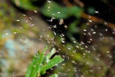 Te muchówki masowo przesiadywały na, podobnych do pajęczych, sieciach. Mulu, Sarawak.