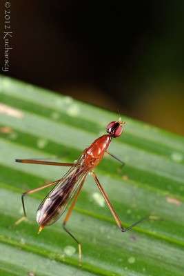 To chyba coś z Micropezidae. Kinabalu, Sarawak.