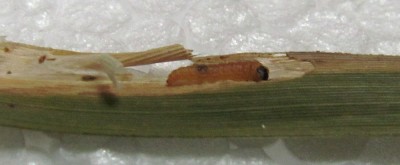 gąsienica Cosmopterix lienigella