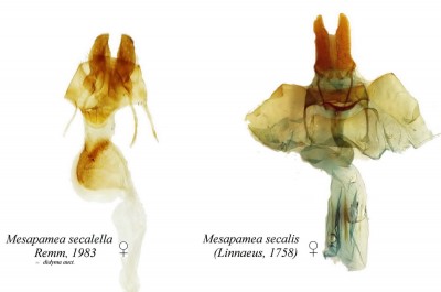 m.secalis vs.secalella (female genitalia).jpg